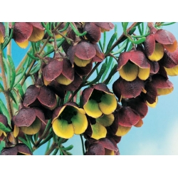 Boronia Megastigma absolute, kwiat boroni absolut do produkcji perfum olejek eteryczny z kwiatów Australijskiej